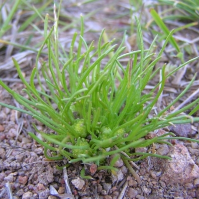 Isoetopsis graminifolia (Grass Cushion Daisy) at Mount Taylor - 4 Oct 2010 by MatthewFrawley