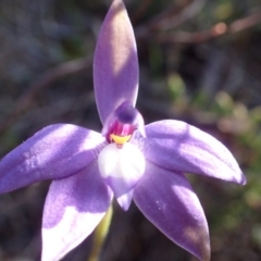 Glossodia major (Wax Lip Orchid) at Bruce, ACT - 26 Sep 2016 by jhr