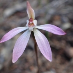 Caladenia fuscata (Dusky Fingers) at Bruce, ACT - 27 Sep 2016 by jhr