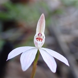 Caladenia fuscata at Point 5828 - suppressed