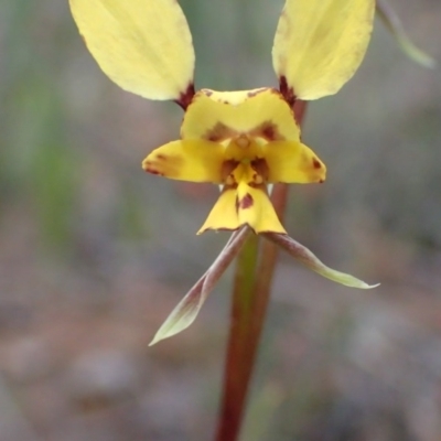 Diuris nigromontana (Black Mountain Leopard Orchid) at Bruce, ACT - 26 Sep 2016 by jhr