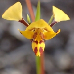 Diuris nigromontana (Black Mountain Leopard Orchid) at Point 5828 - 26 Sep 2016 by jhr