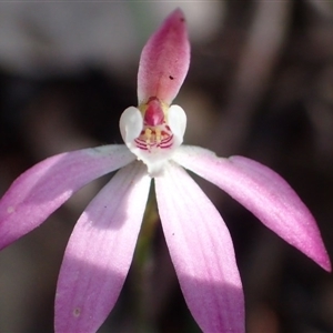 Caladenia fuscata at Point 5827 - suppressed