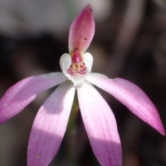 Caladenia fuscata (Dusky fingers) at Point 5827 - 6 Oct 2016 by jhr