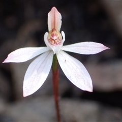 Caladenia fuscata at Point 5827 - suppressed