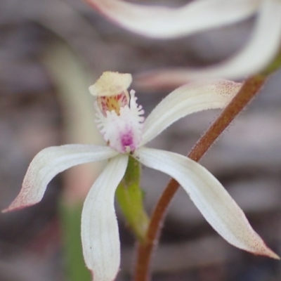 Caladenia ustulata (Brown Caps) at Bruce, ACT - 6 Oct 2016 by jhr
