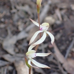 Caladenia ustulata at Point 5827 - suppressed