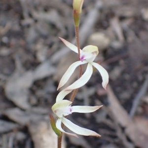 Caladenia ustulata at Point 5827 - suppressed