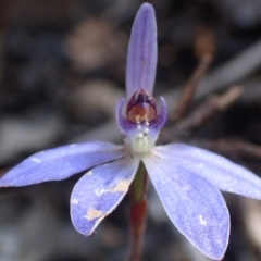 Cyanicula caerulea (Blue Fingers, Blue Fairies) at Bruce, ACT - 6 Oct 2016 by jhr