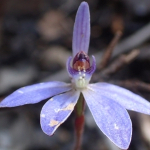 Cyanicula caerulea at Point 5827 - 6 Oct 2016