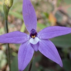 Glossodia major (Wax Lip Orchid) at Point 5827 - 6 Oct 2016 by jhr