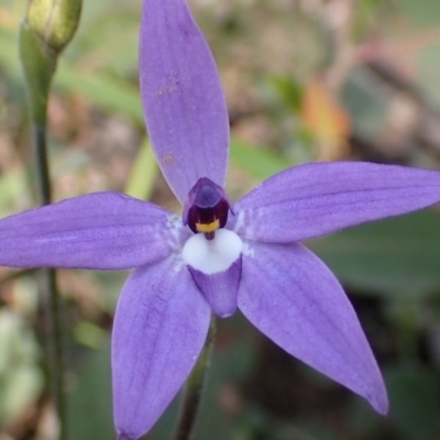 Glossodia major (Wax Lip Orchid) at Bruce, ACT - 6 Oct 2016 by jhr