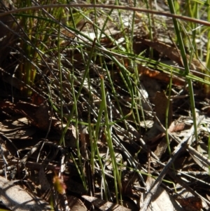 Corunastylis clivicola at Cook, ACT - suppressed