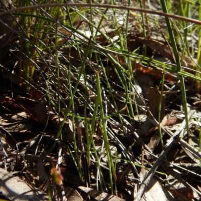 Corunastylis clivicola (Rufous midge orchid) at Cook, ACT - 24 Oct 2016 by CathB