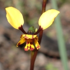 Diuris nigromontana (Black Mountain Leopard Orchid) at Bruce, ACT - 6 Oct 2016 by jhr