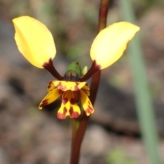 Diuris nigromontana (Black mountain leopard orchid) at Bruce, ACT - 6 Oct 2016 by jhr