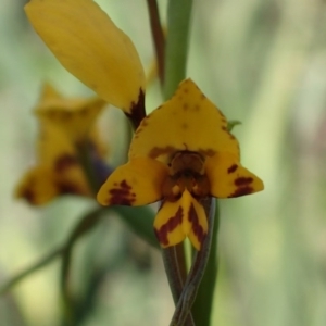 Diuris nigromontana at Point 5827 - 6 Oct 2016