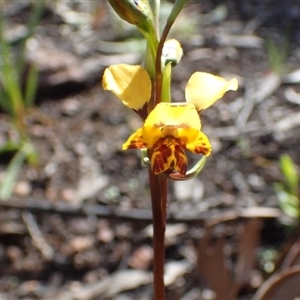 Diuris nigromontana at Point 5827 - 6 Oct 2016