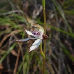 Caladenia moschata (Musky Caps) at Mount Painter - 24 Oct 2016 by CathB
