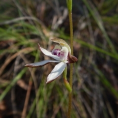 Caladenia moschata (Musky Caps) at Cook, ACT - 25 Oct 2016 by CathB