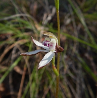 Caladenia moschata (Musky Caps) at Cook, ACT - 25 Oct 2016 by CathB
