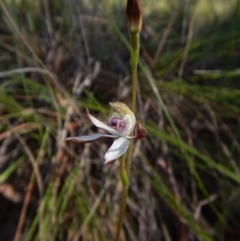 Caladenia moschata at Cook, ACT - suppressed