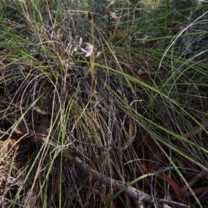 Caladenia moschata at Cook, ACT - suppressed