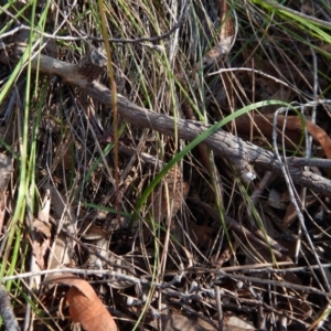 Caladenia moschata at Cook, ACT - suppressed