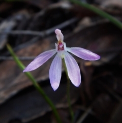 Caladenia carnea (Pink Fingers) at Mount Painter - 24 Oct 2016 by CathB