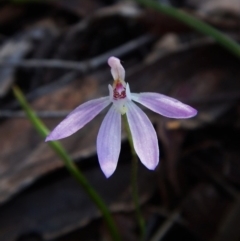 Caladenia carnea (Pink Fingers) at Cook, ACT - 25 Oct 2016 by CathB