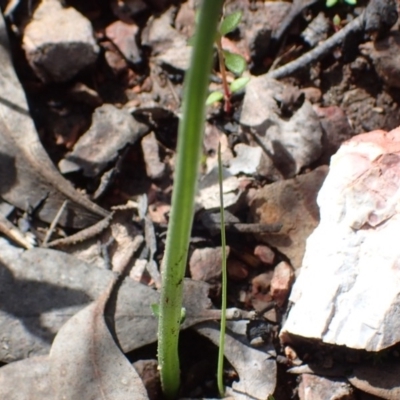 Microtis sp. (Onion Orchid) at Bruce, ACT - 6 Oct 2016 by jhr