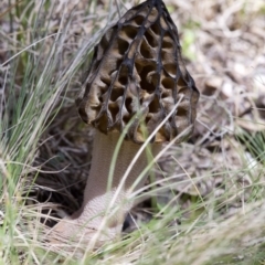 Morchella elata group at Cotter River, ACT - 25 Oct 2016 01:30 PM