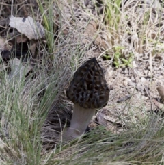 Morchella elata group at Cotter River, ACT - 25 Oct 2016 01:30 PM