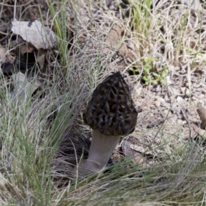 Morchella elata group at Cotter River, ACT - 25 Oct 2016