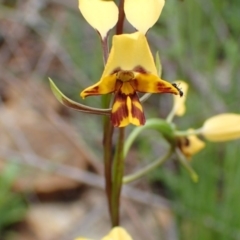 Diuris nigromontana (Black Mountain Leopard Orchid) at Point 5826 - 7 Oct 2016 by jhr