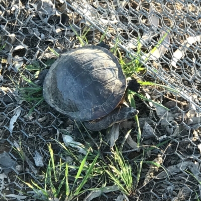 Chelodina longicollis (Eastern Long-necked Turtle) at Mulligans Flat - 24 Oct 2016 by lhowell