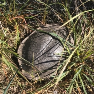 Chelodina longicollis at Gungahlin, ACT - 25 Oct 2016 09:24 AM