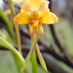 Diuris nigromontana (Black Mountain Leopard Orchid) at Point 5826 - 7 Oct 2016 by jhr