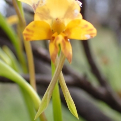 Diuris nigromontana (Black Mountain Leopard Orchid) at Bruce, ACT - 7 Oct 2016 by jhr