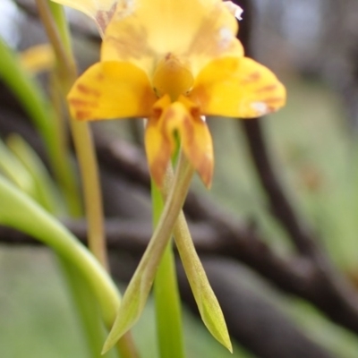 Diuris nigromontana (Black Mountain Leopard Orchid) at Point 5826 - 7 Oct 2016 by jhr