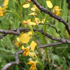 Diuris nigromontana at Point 5826 - 7 Oct 2016