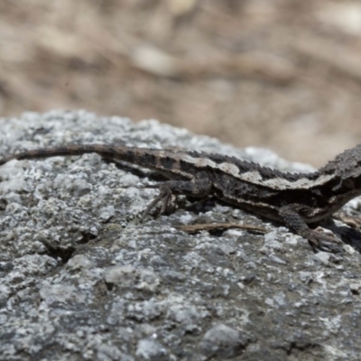 Rankinia diemensis (Mountain Dragon) at Namadgi National Park - 25 Oct 2016 by JudithRoach