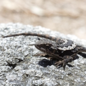 Rankinia diemensis at Cotter River, ACT - 25 Oct 2016