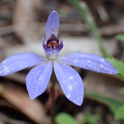 Cyanicula caerulea (Blue Fingers, Blue Fairies) at Bruce, ACT - 7 Oct 2016 by jhr