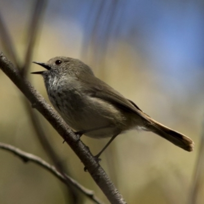 Acanthiza pusilla (Brown Thornbill) at Cotter River, ACT - 25 Oct 2016 by JudithRoach