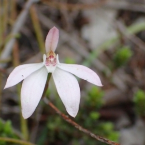 Caladenia sp. at Undefined Area - suppressed