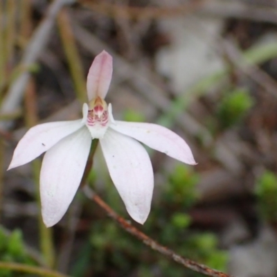 Caladenia sp. (A Caladenia) at Bruce, ACT - 7 Oct 2016 by jhr