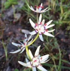 Wurmbea dioica subsp. dioica (Early Nancy) at QPRC LGA - 25 Oct 2016 by Wandiyali