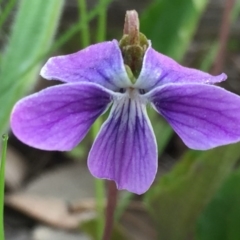 Viola betonicifolia (Mountain Violet) at Wandiyali-Environa Conservation Area - 25 Oct 2016 by Wandiyali