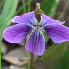 Viola betonicifolia (Mountain Violet) at Googong, NSW - 25 Oct 2016 by Wandiyali